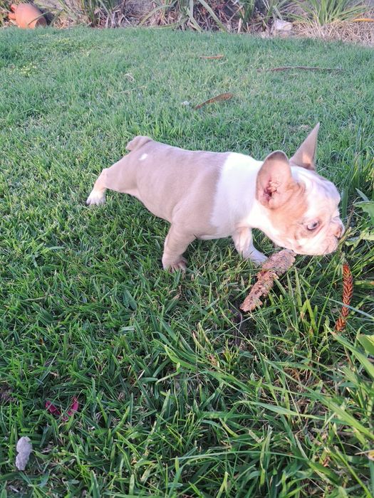 Bulldog francês macho com olhos azuis
