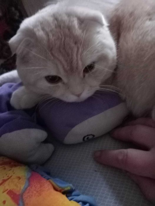 Шотландский вислоухий кот редкого окраса на вязку