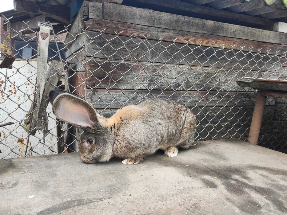 Кролі Фландер самці кролики