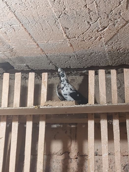 Sprzedam kariera i wydyna