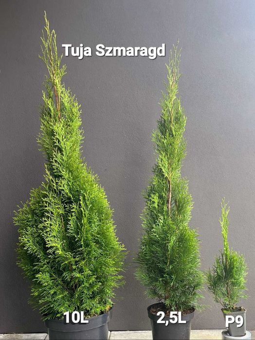 Tuja Thuja Szmaragd 100-110 !DONICZKA 10L (NIE 3L)!!