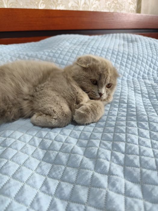 British longhair