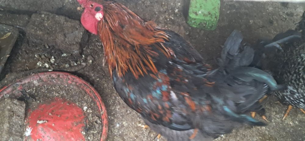 Galos de ótima qualidade caseiros