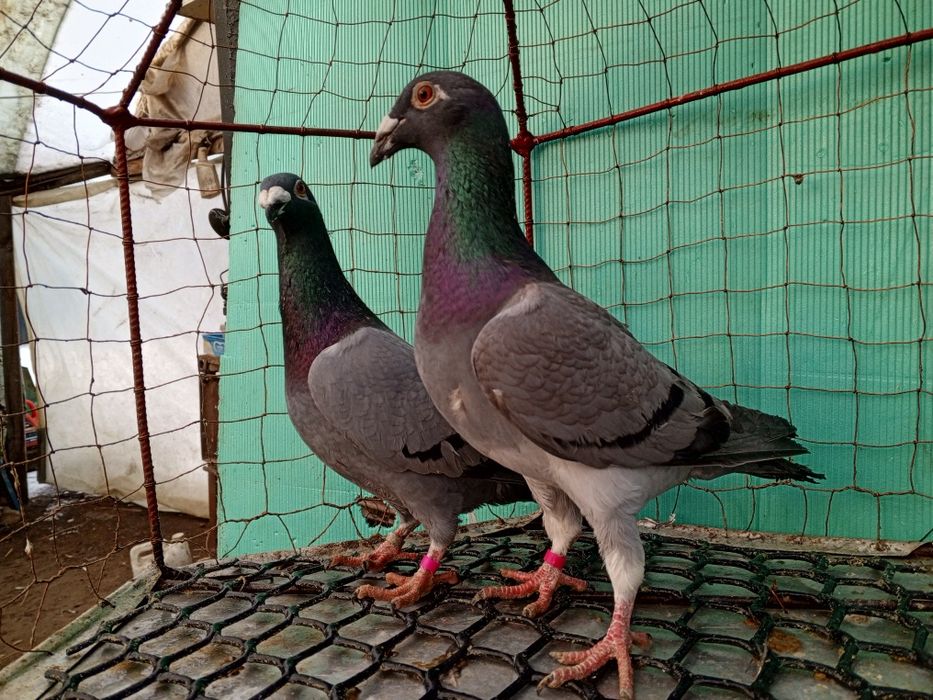 Rzeszowskie Rzeszowski Para Gołębie ozdobne