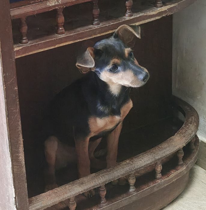 Pinscher   macho puro