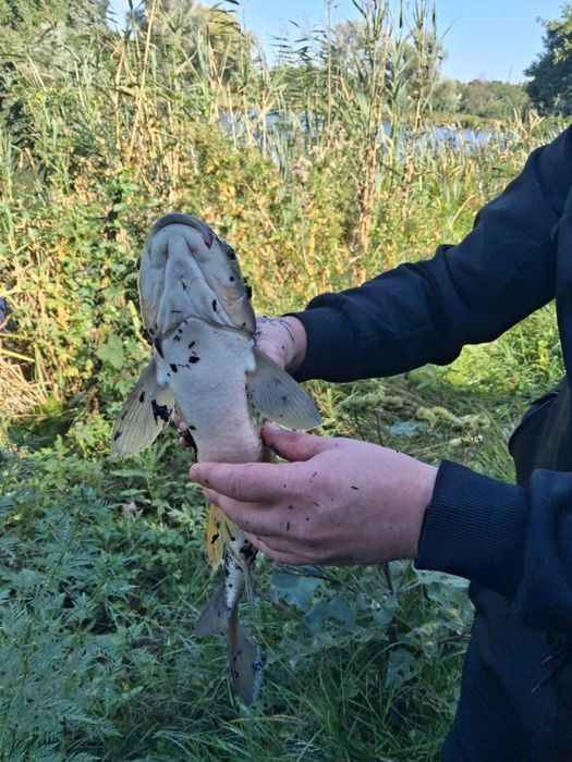 Аренда  дом    Люботин Водяное рыбалка речка лес отдых