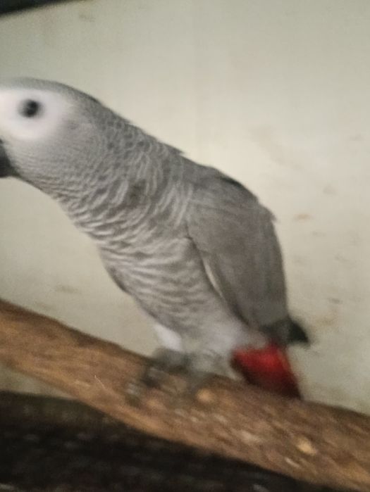 Papagaio cinzento fêmea criado a mão