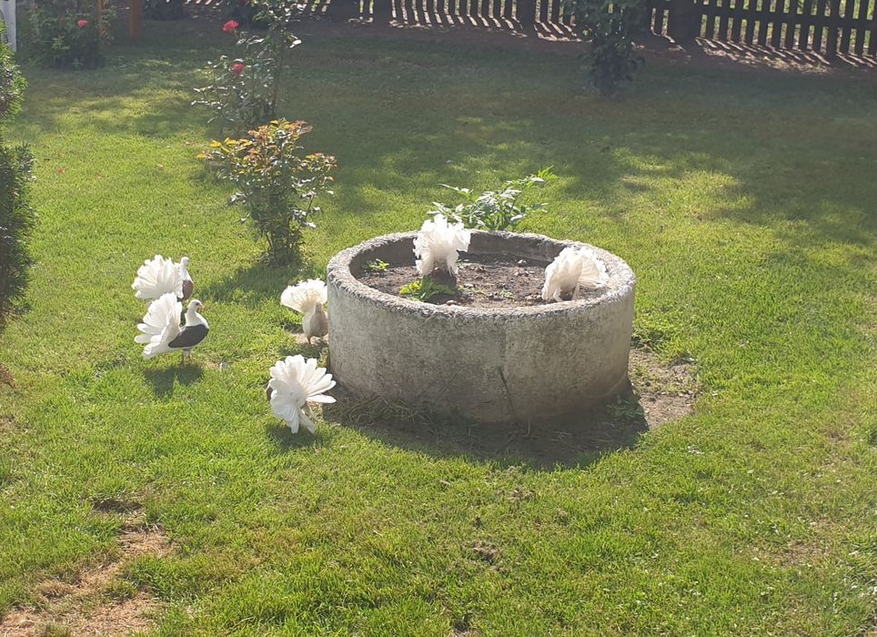 Gołębie Pawiki Tegoroczne