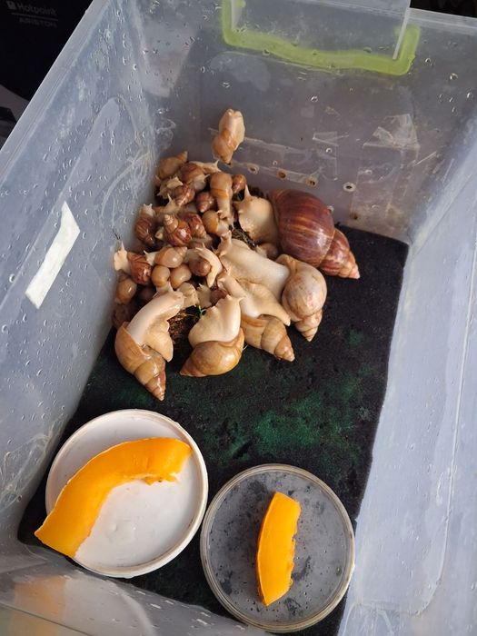 Продам равлики Ахатина