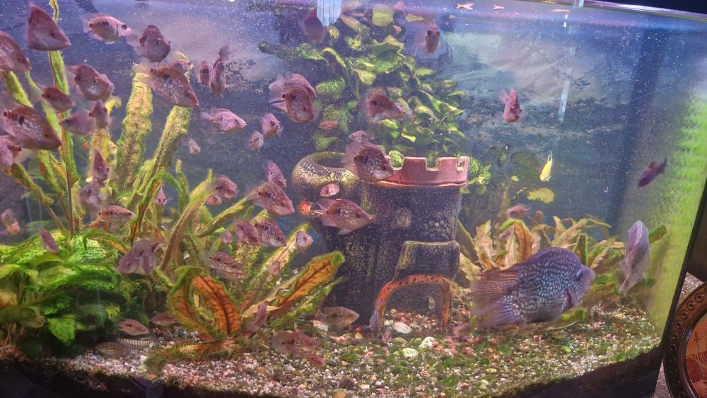 Рибки акваріумні .