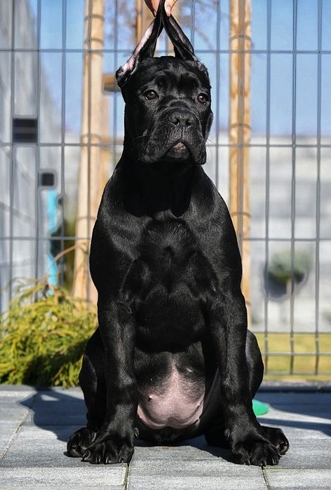 CANE CORSO - ZkwP /FCI  Mocna piękna sunia