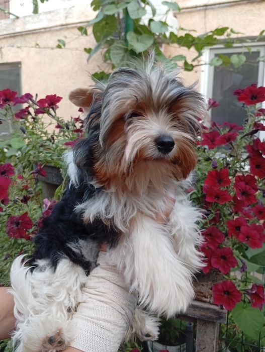 Бивер Йорк мальчик