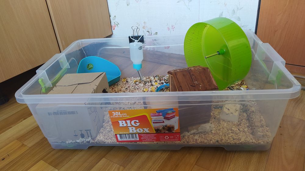 Хом'як джунгарик з власною квартирою )