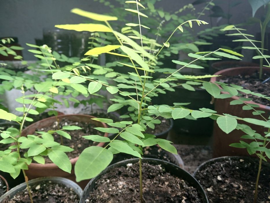 Plantas de Carambola