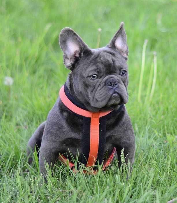 Французький бульдог в'язка блакитний хлопчик.