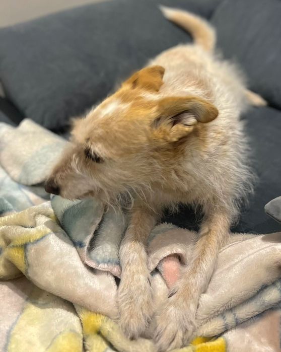 Marley  Adoção responsável