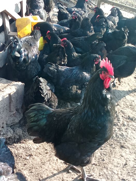 Кури породи джерсійський гігант.