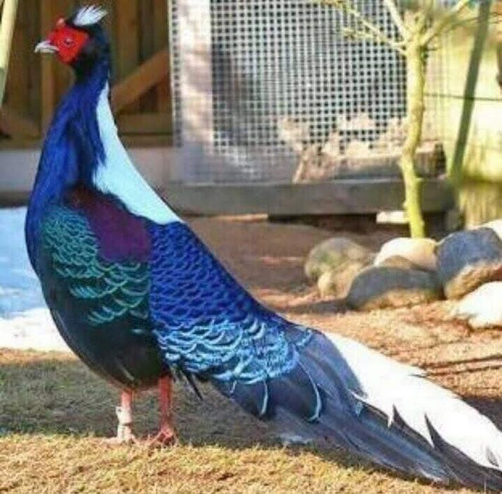 Фазан свайно продам