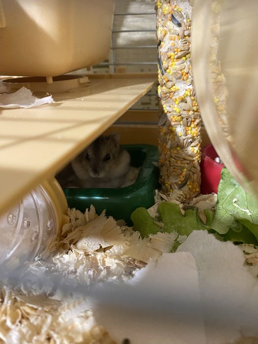 Продам джунгарських хомʼків