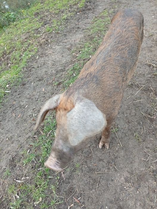 Vendo porca com 1 ano