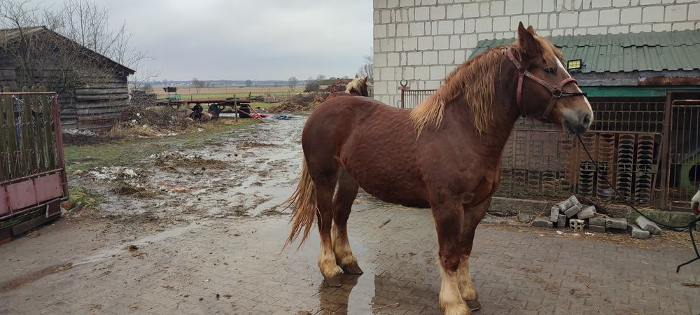 Sprzedam Źrebica klacz