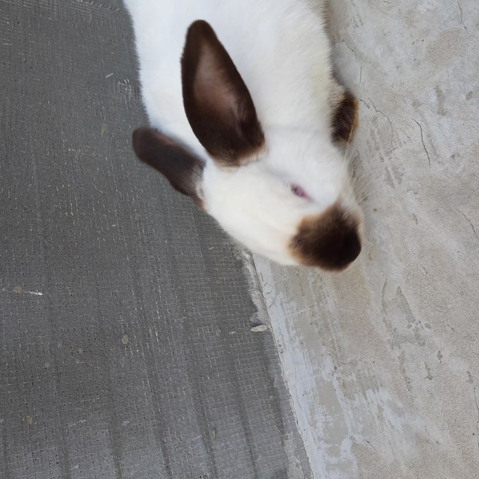 Продам самця каліфорнія, не на забой.