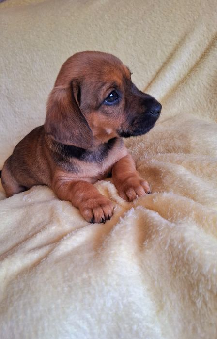 Dwie sunie 8 tyg, matka 8 kg ,adopcja .