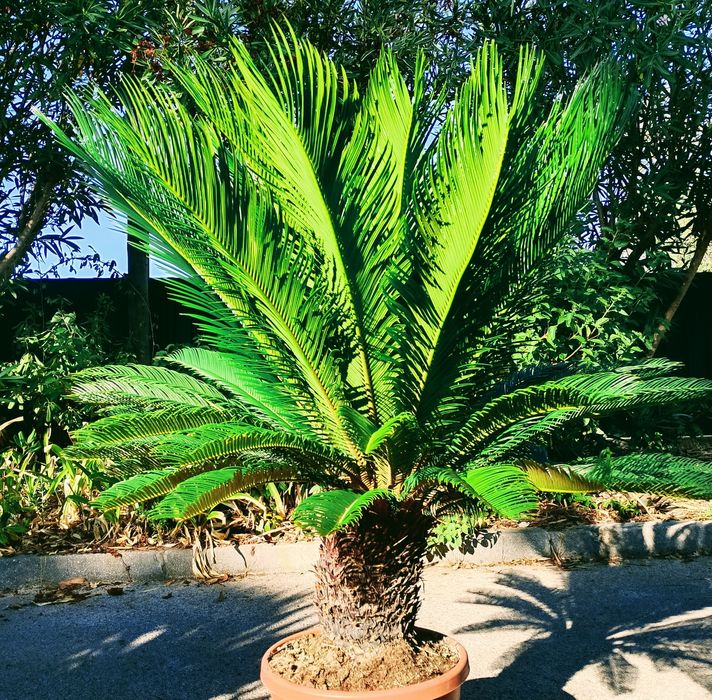Cycas revoluta ou falsa palmeira, sagu, de vários tamanhos