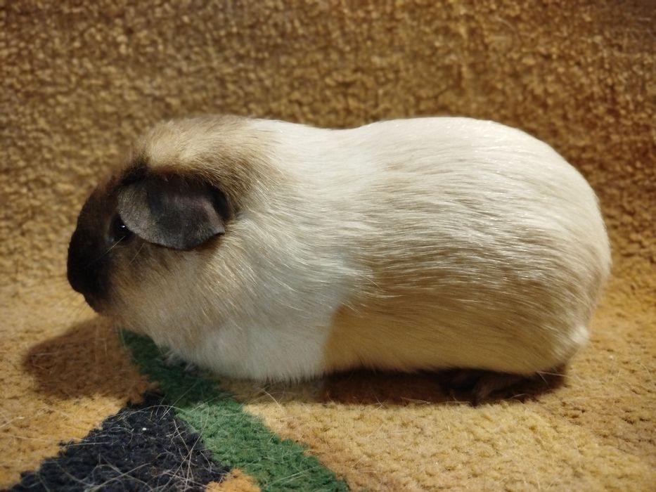 Морская свинка. Самец. Кремовый далматин, рисунок калифорния.