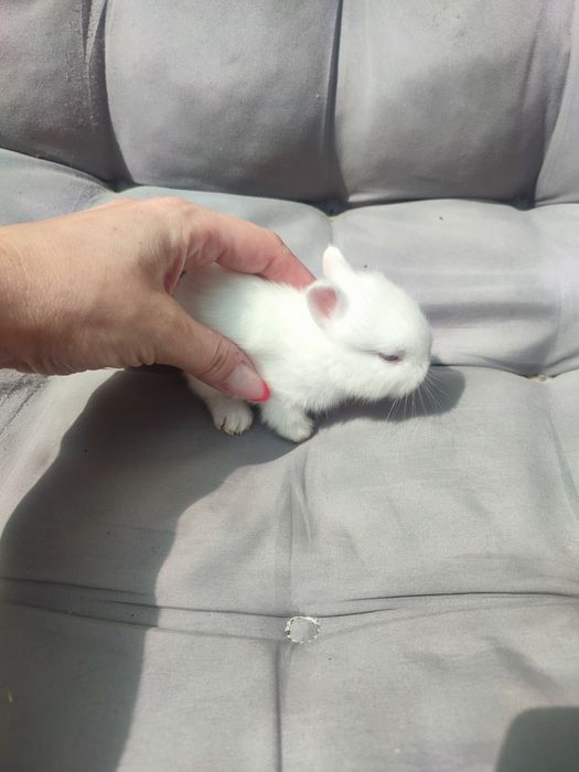 декоративные крольчата