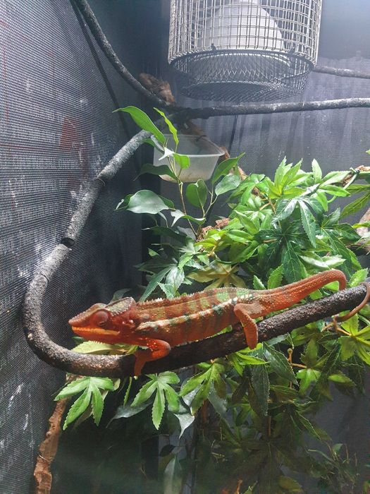 terrarium dla gadów