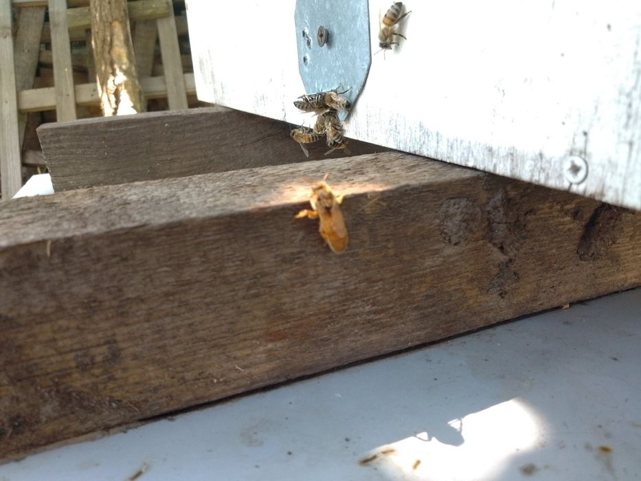 Зараз Бджоломатки пчеломатки  бакфаст италия кордован