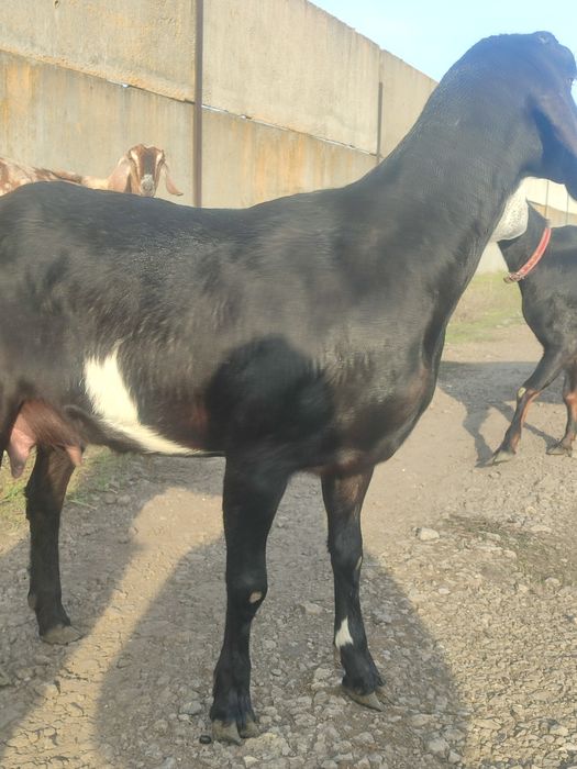 Продам козу дійну