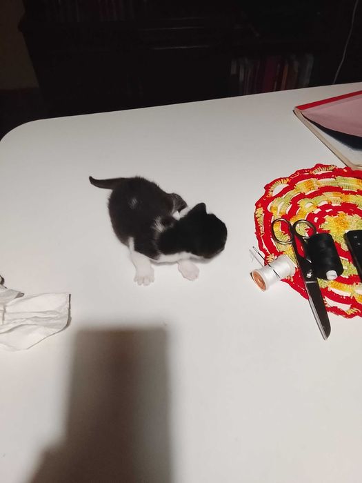 Gatinhos para adoção