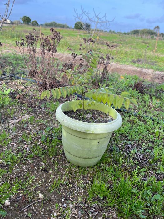 Murraya koenigii (Árvore-do-Caril)