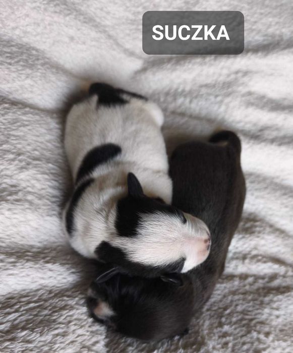 Staffordshire bull Terrier -Staffik- SUCZKA