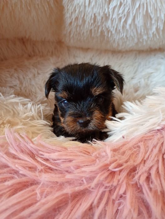 Yorkshire Terrier