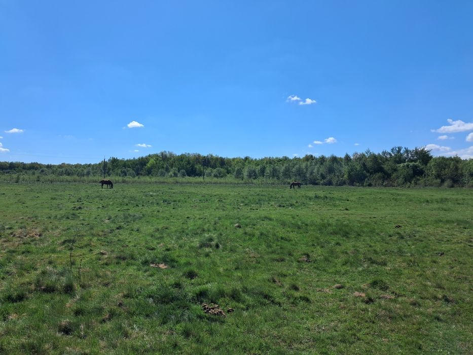 Продаж ділянок в лісі Малинівки (Містки/Пустомити)