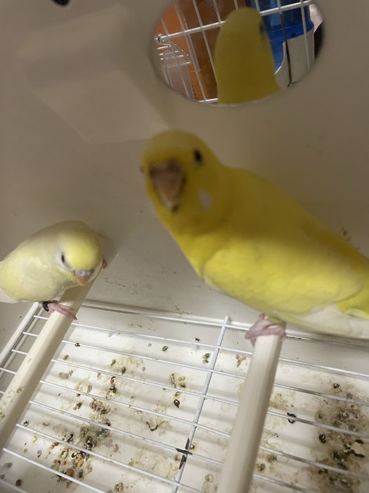 Casal de periquitos lutinos