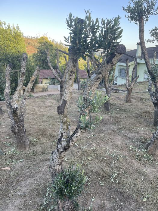 Olieviras Bom preço