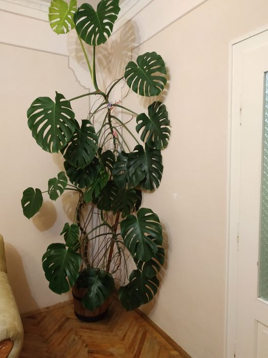 Продам кімнатну рослину Монстера