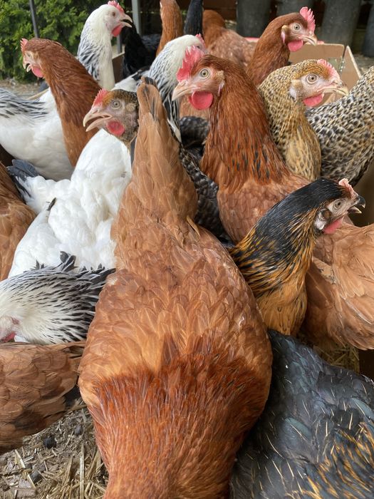 Kury nioski, kury młode