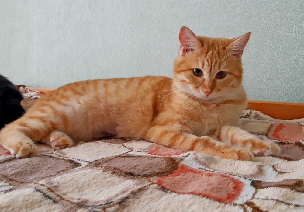 Кошечка Хани ищет дом