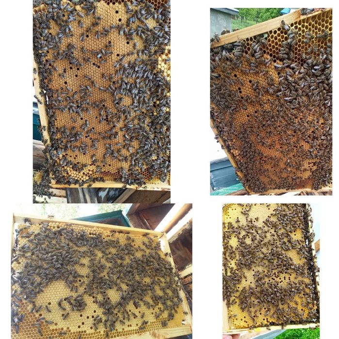 Бджолопакети карпатської породи