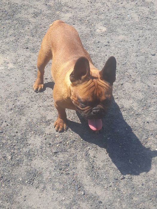 Buldog francuski piesek