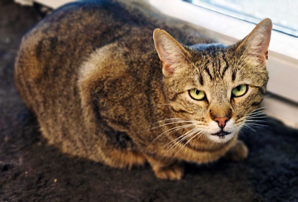 Ласкавий котик-смугастик Мускат шукає дім (1,5 р.). Кастр. Кот