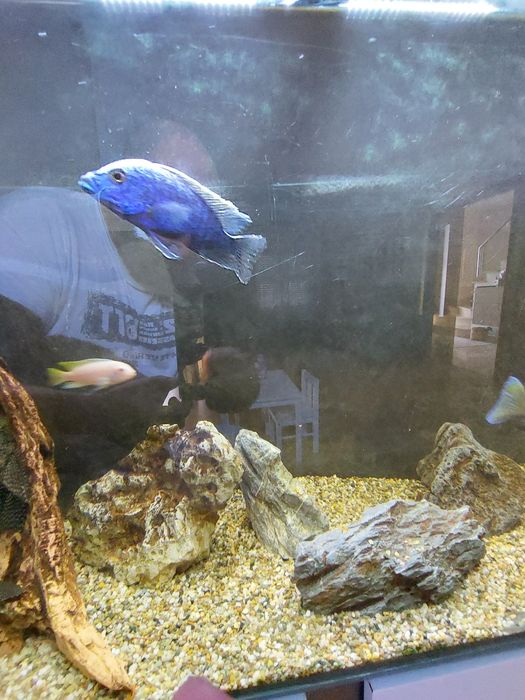 Aquário completo de ciclideos