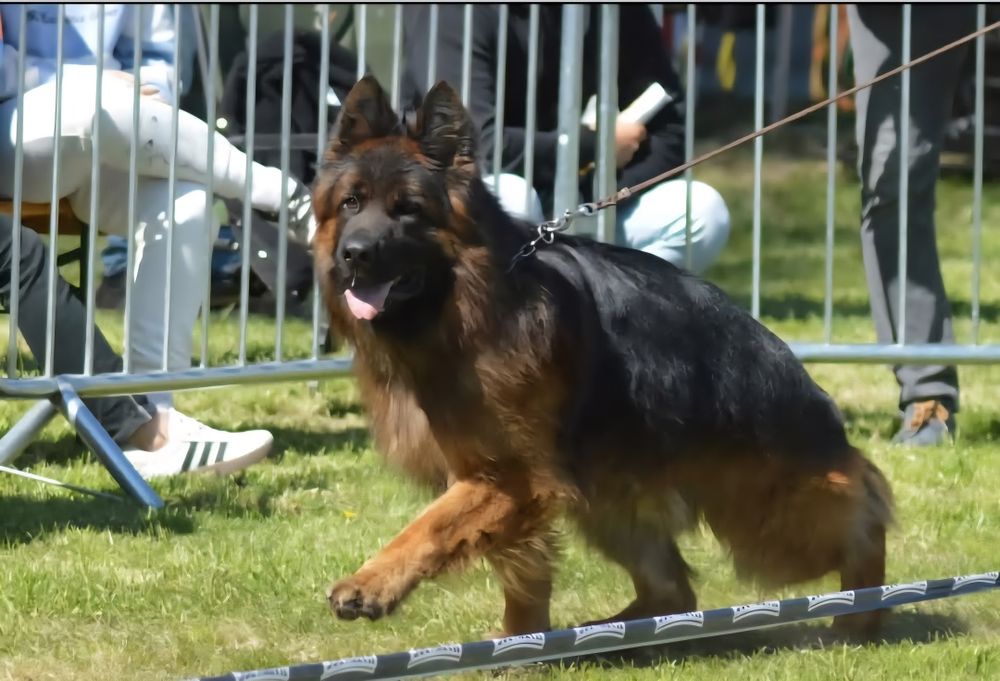 Owczarek Niemiecki suczka