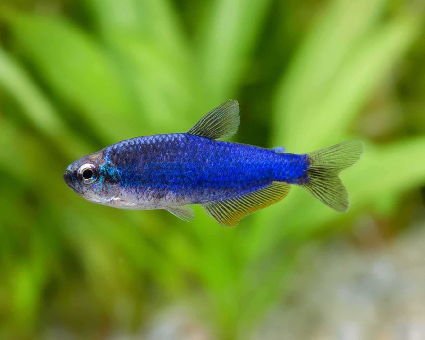 Tetra kerri blue fajna rybka