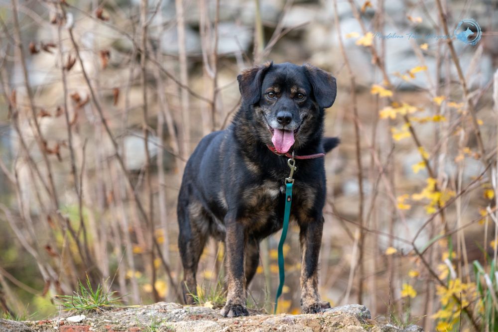 Radosny, łagodny i kochany kundelek o którego nikt nie pyta.Adoptuj go